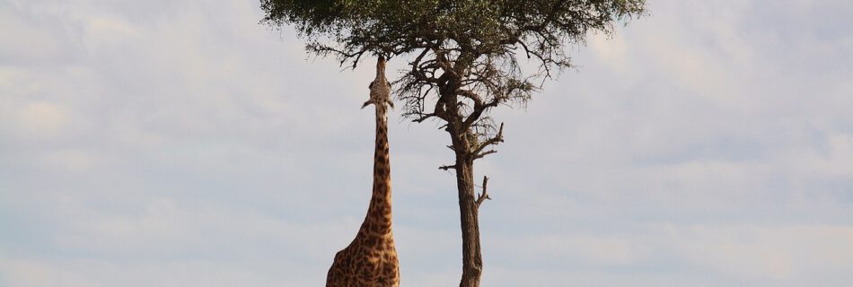 Safari Verhalten Tipps