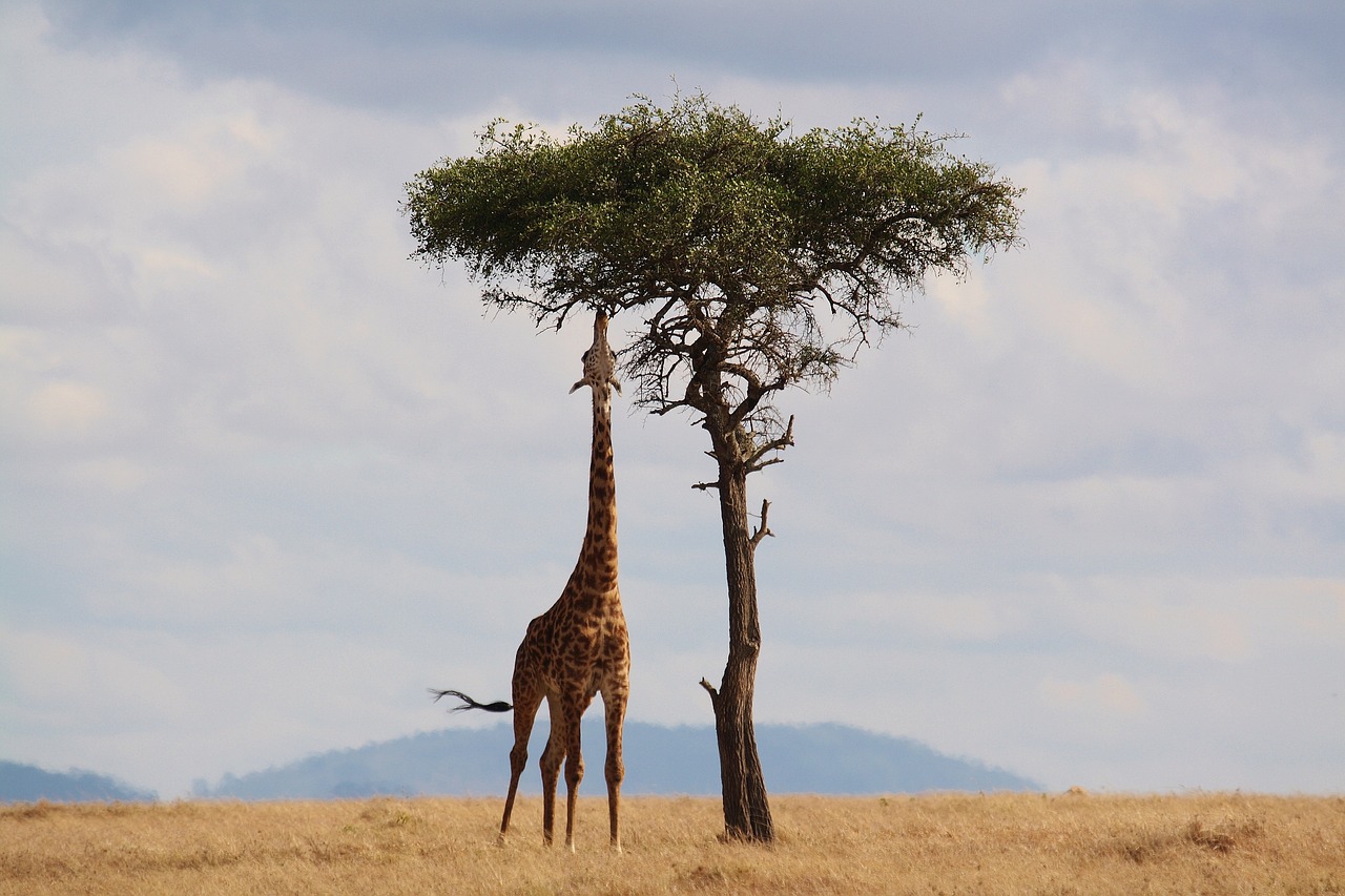 Safari Verhalten Tipps
