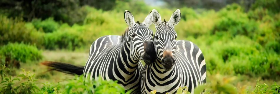 beste Reisezeit Safari