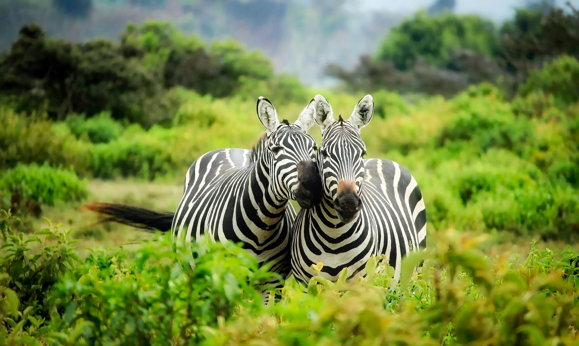 beste Reisezeit Safari