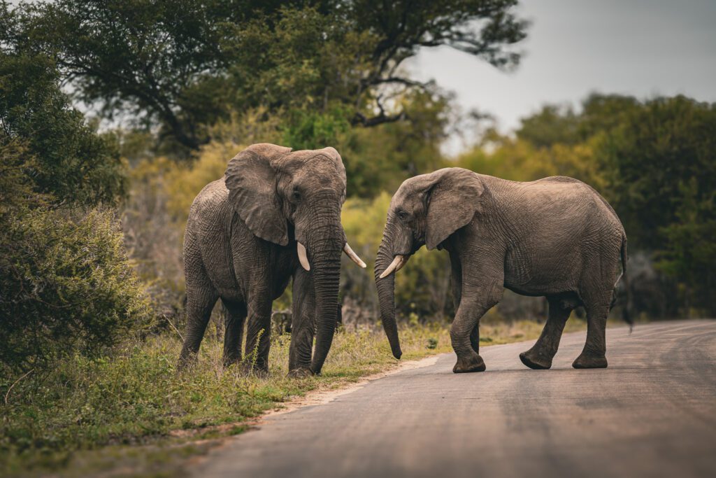 Elefanten im Krüger Nationalpark
