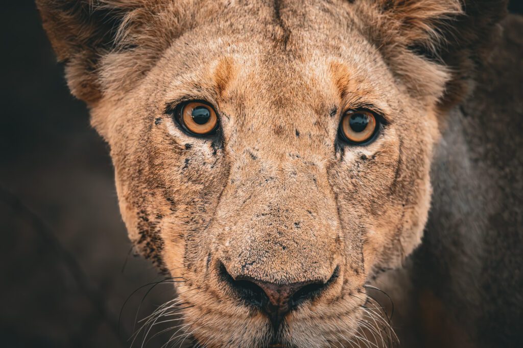 Löwe im Krüger Nationalpark