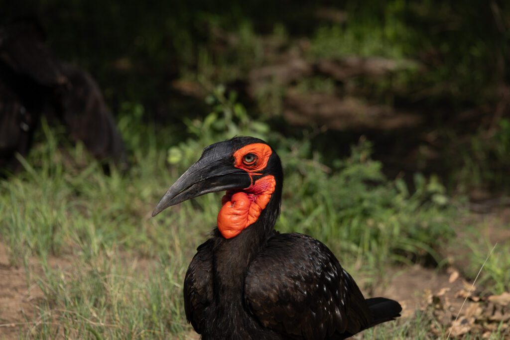 Hornrabe im Krüger Nationalpark