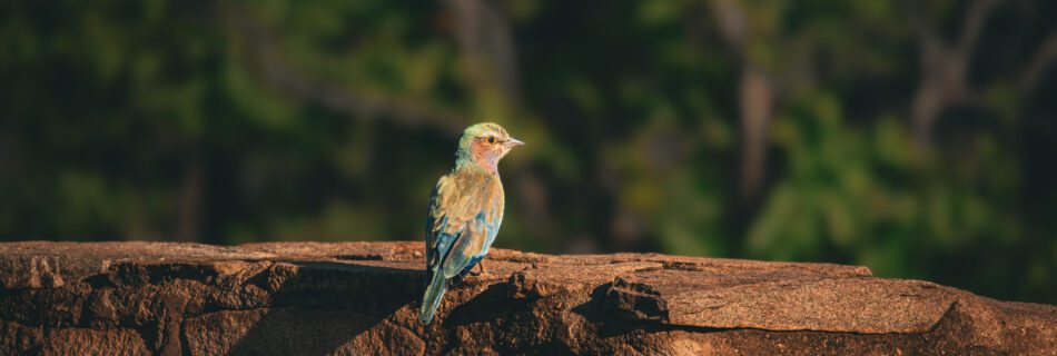 Shingwedzi Safari Tipps