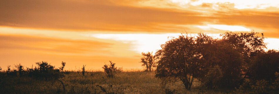 Was kostet eine Safari im Krüger Nationalpark?