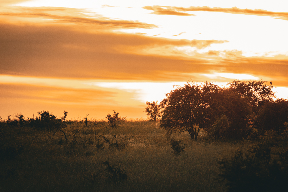 Was kostet eine Safari im Krüger Nationalpark?
