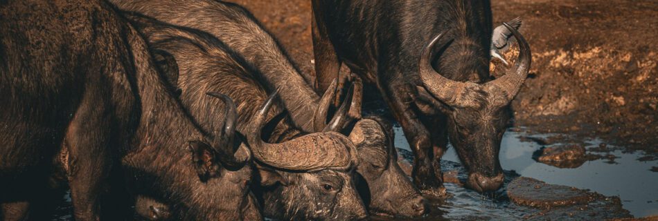 Welche Tiere sieht man im Krüger Nationalpark