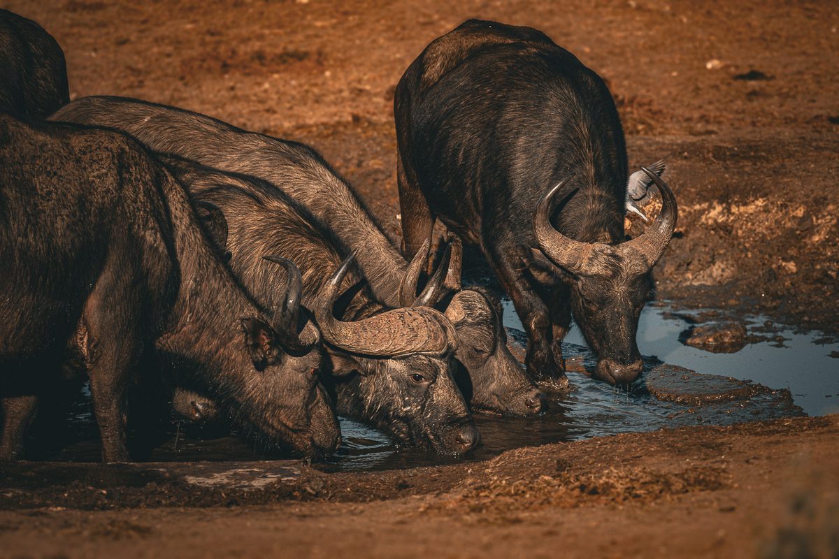 Welche Tiere sieht man im Krüger Nationalpark