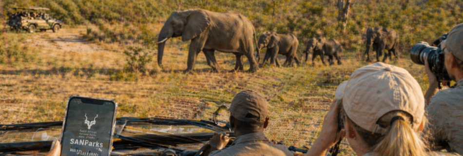Safari im Krüger-Nationalpark mit Elefantenherde und Smartphone mit SANParks Wild Card im Jeep