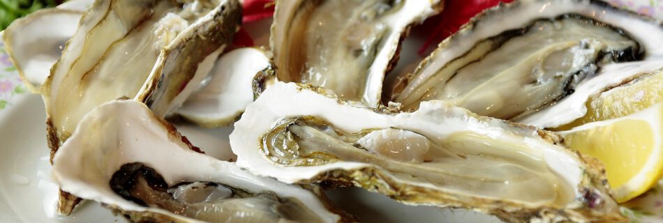 Frisch angerichtete Austern auf einem Teller beim Knysna Oyster Festival an der Garden Route, Südafrika