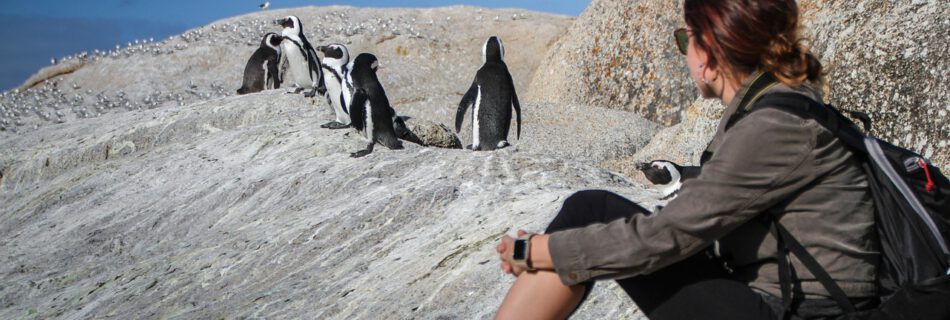 Besucherin sitzt auf Felsen und beobachtet Brillenpinguine am Boulders Beach bei Kapstadt, einer bekannten Kapstadt Sehenswürdigkeit.