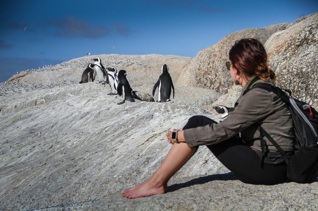 Besucherin sitzt auf Felsen und beobachtet Brillenpinguine am Boulders Beach bei Kapstadt, einer bekannten Kapstadt Sehenswürdigkeit.